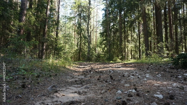 Obraz Лесная дорога, forest road