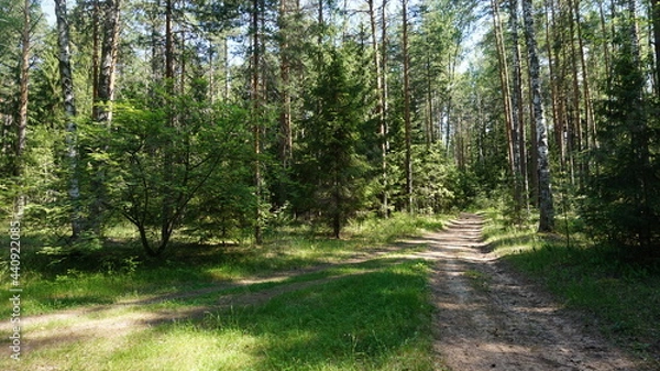 Obraz Лесная дорога, forest road
