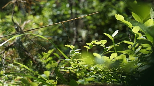 Obraz Макро, macro