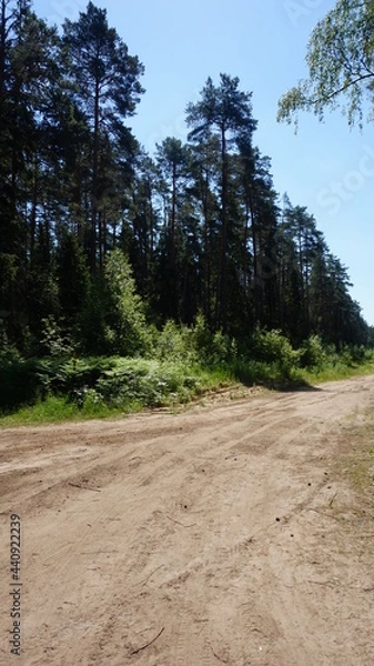 Obraz Лесная дорога, forest road