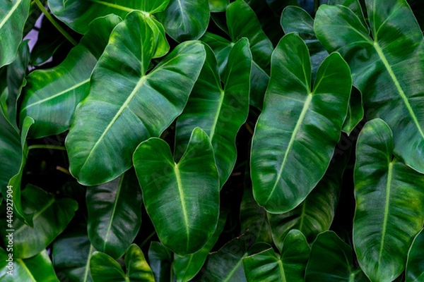 Fototapeta green leaves background