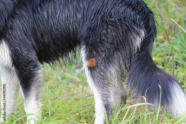 Obraz Klette am Hund