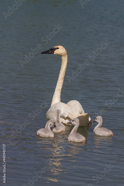 Obraz swan on the river