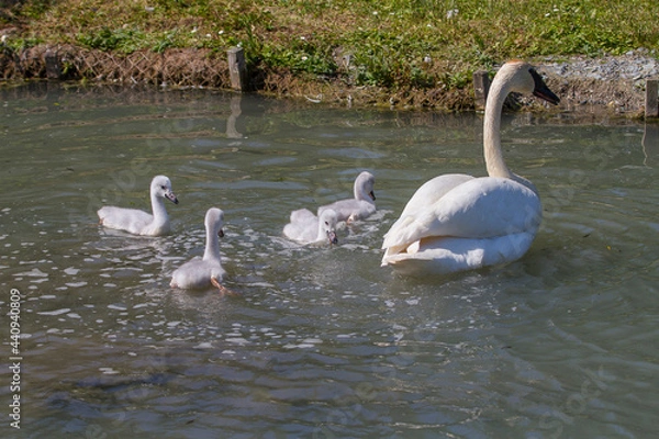 Obraz swans on the river