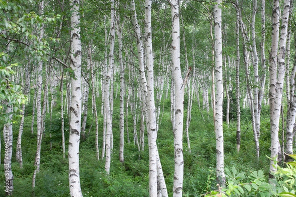 Obraz 白樺林