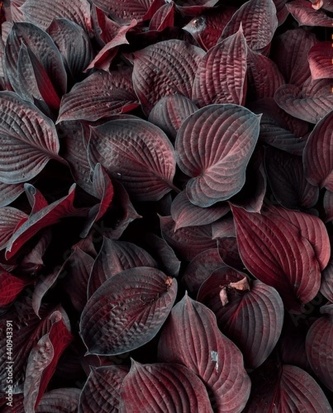 Obraz close up of a pile of dried fruits