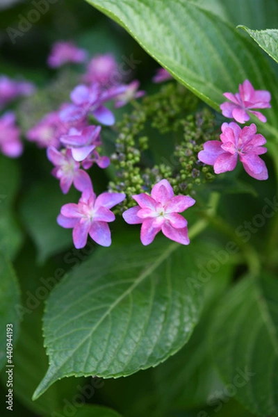 Fototapeta 紫陽花の花