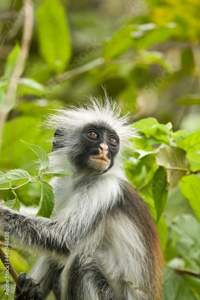 Fototapeta Kirk's Red Colobus Monkey in the Jozani Forest in Zanzibar, Tanzania