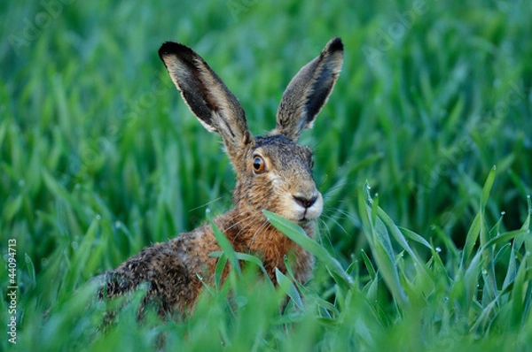 Obraz Feldhase, Hase
