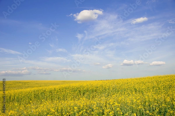 Fototapeta Rapeseed field