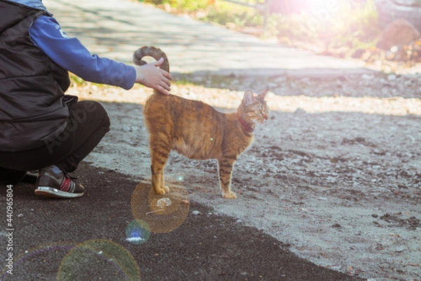 Fototapeta A boy is stroking a red-haired street cat with a collar, which has lifted its tail on a bright sunny day.