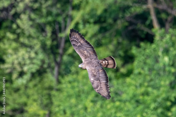 Fototapeta Falco Pecchiaiolo