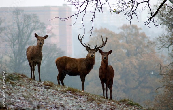 Fototapeta Deer in park