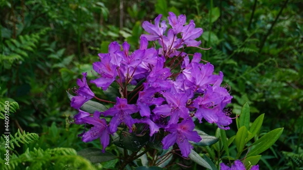 Fototapeta Common rhododendron flowers