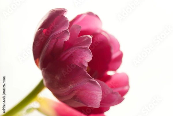 Obraz Pink Tulip with White Background