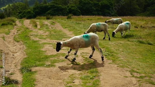 Fototapeta Sheep grazing 