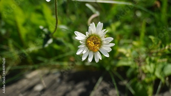 Fototapeta Ox-Eye Daisy flower 