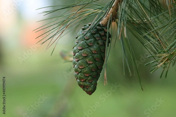 Fototapeta pine cones on a branch