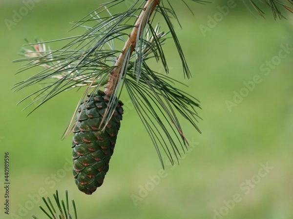 Fototapeta pine cones on a branch