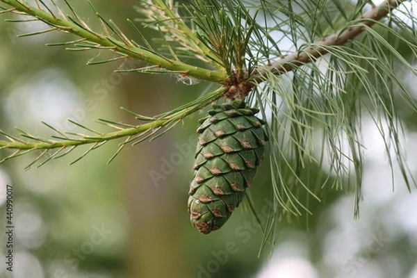 Fototapeta pine cones on a branch