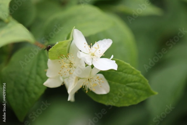 Fototapeta tree blossom
