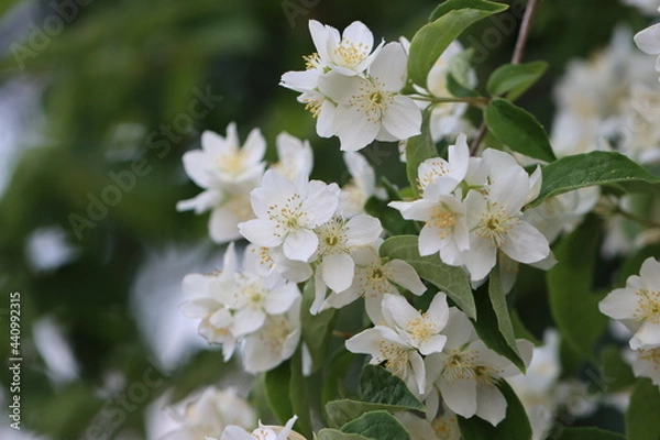 Fototapeta tree blossom