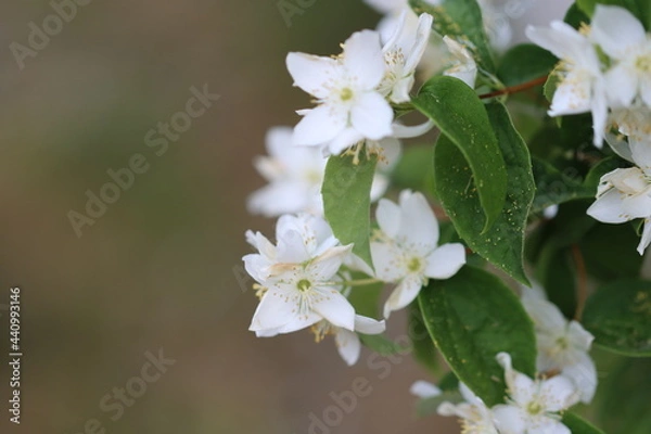 Fototapeta tree blossom