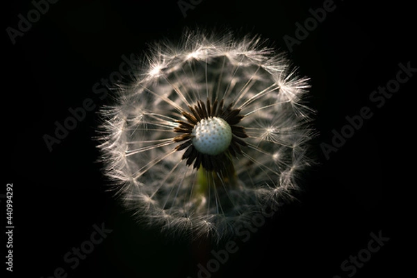 Obraz Dandelion seeds on black