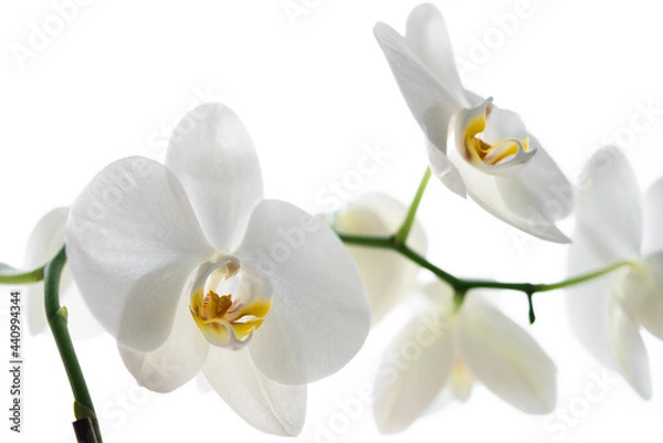 Obraz White orchid flower