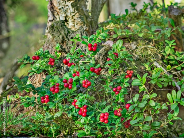 Fototapeta lingonberry