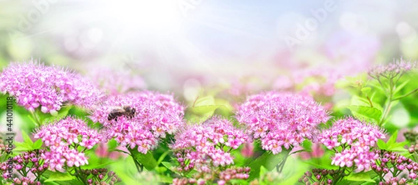 Obraz Close-up of pink flowers under summer or spring sunlight in the garden. Use natural landscape as background or wallpaper.