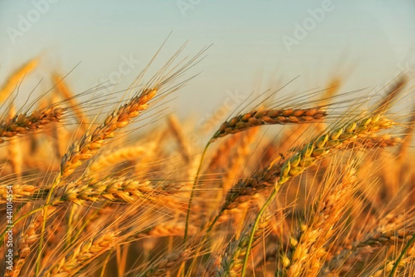 Fototapeta Wheat field. Ears of golden wheat close up. Beautiful Nature Sunset Landscape. Rural Scenery under Shining Sunlight. Background of ripening ears of meadow wheat field. Rich harvest Concept