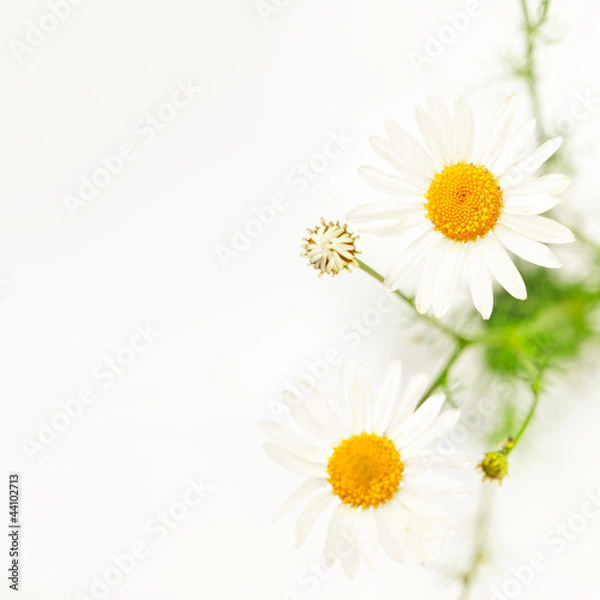 Obraz Daisies Border
