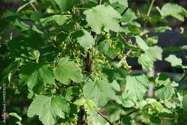 Obraz Green leaves of a red currant bush. Under the bright rays of the sun, green leaves and only red smordina berries that have tied up hang on brown branches. Ribes rubrum shrub of the Gooseberry family