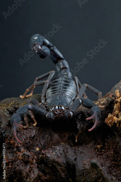 Fototapeta Scorpion / Grosphus grandidieri