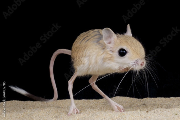 Fototapeta Sumator Jerboa / Laonastidae