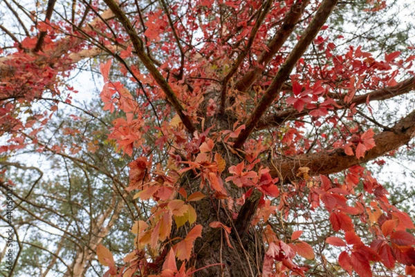 Fototapeta Colorful trees, tree trunks close-up. Idyllic fairy autumn landscape. Green, red, orange and yellow leaves. Natural pattern. Environmental conservation theme.