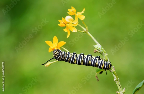 Obraz Monarch Larvae