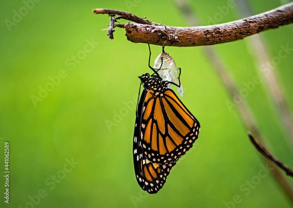 Fototapeta Monarch emerges from its chrysalis shell