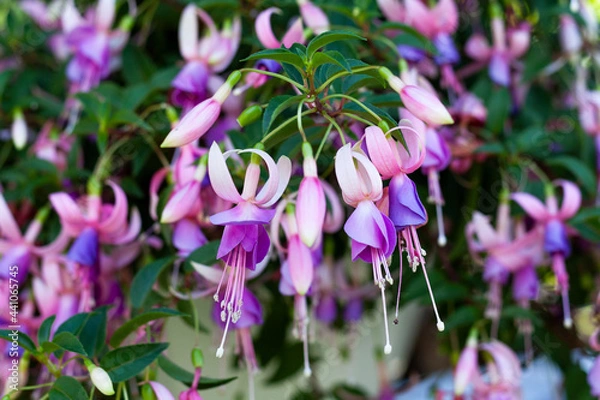 Fototapeta Close-up of fuchsia flowers