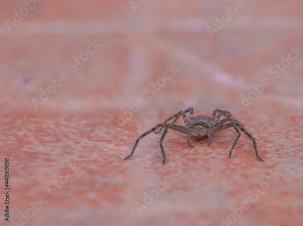 Obraz Marpissa muscosa jumping spider.