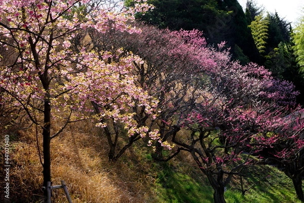 Fototapeta 梅の花