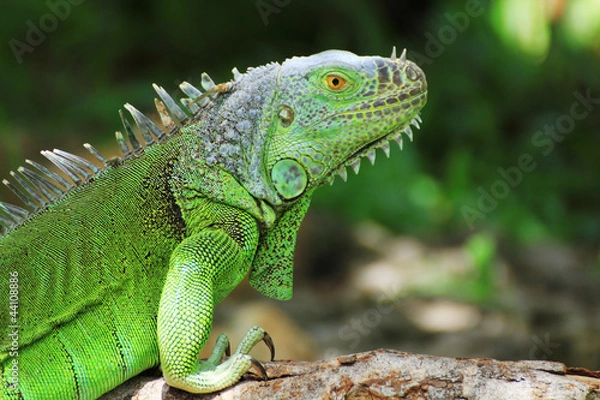 Obraz Legwan zielony