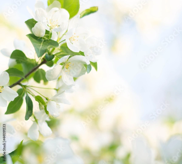 Fototapeta Beautiful spring blooming apple tree, delicate white flowers, on a green soft background, spring nature. The setting sun.