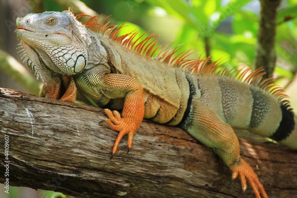 Obraz Duża iguana