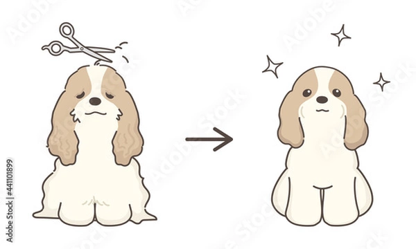 Obraz 犬のトリミング　ビフォアアフター　コッカースパニエル