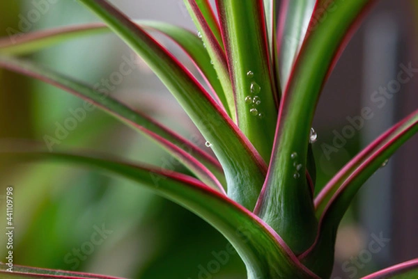 Obraz Dracena marginata with water drops. Dracaena tree leaves macro close up.