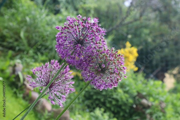 Obraz Allium nach Regen