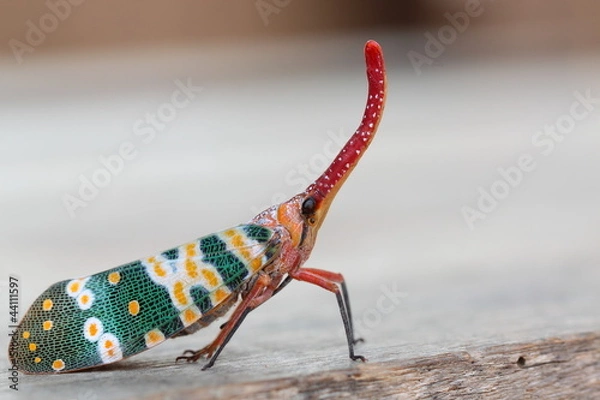 Fototapeta Pyrops candelaria or lantern Fly or crest cicada