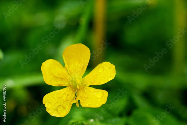 Fototapeta Yellow flower in the green grass shot after the rain. Closeup of a flower with visible raindrops. Isolated yellow flower in the grass after the rain.